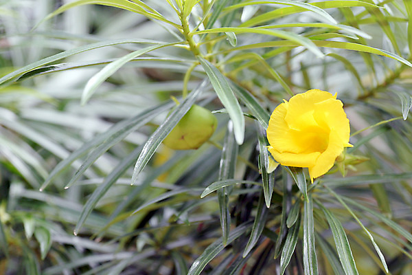 포토 JPG 해외이미지 나무 계절 공원 꽃 분홍색 백그라운드 잎 패턴 자연 사람없음 초록색 컬러풀 정원 침묵 봄 성장 흰색 나뭇가지 질감 정사각형 내추럴 강렬 해외202004 해외포토 도형 식물 공공시설 컬러 무늬 소리 생태계 파일형식 이미지허브