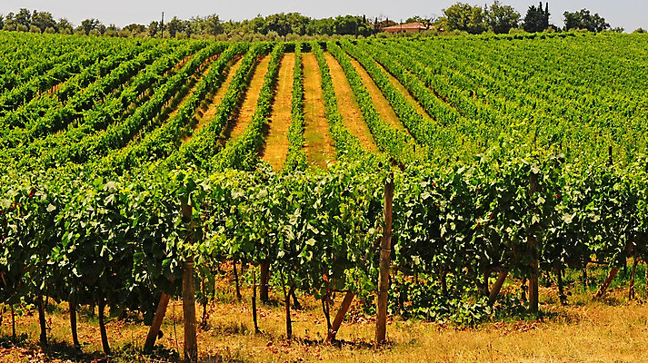 포토 JPG 해외이미지 나무 식물 유럽 선 여행 패턴 밭 농업 과일 자연 포도 산 주택 풍경 사람없음 초록색 여름 농가 농장 와인 정원 계곡 이탈리아 수확 성장 시골 숲 만취 빌라 맨션 타일 언덕 포도밭 포도나무 땅바닥 양조장 줄서기 토스카나 해외202004 해외포토 계절 나라 산업 컬러 무늬 모션 바닥 주류 건물 과일나무 생태계 술취함 파일형식 이미지허브