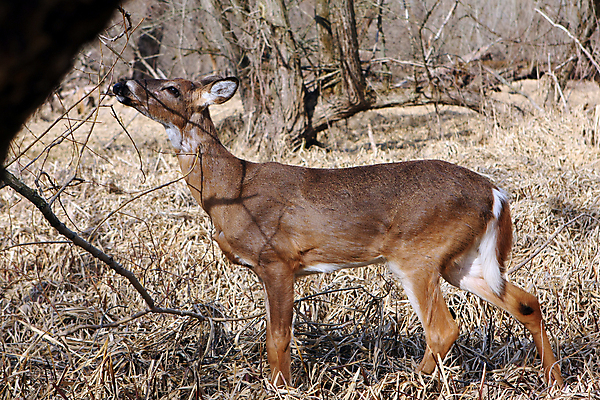 포토 JPG 해외이미지 나무 동물 계절 공원 야생동물 밭 포유류 자연 휴식 뿔 사람없음 야외 갈색 머리 쌓기 달러 흰색 나뭇가지 시골 숲 방목 바퀴자국 싱글 꼬리 사냥 귀 내추럴 동물상 아기사슴 암사슴 해외202004 해외포토 식물 공공시설 새끼 컬러 컨셉 돈 농업 자국 모션 사슴 신체부위 조형물 축산업 암컷 생태계 파일형식 이미지허브