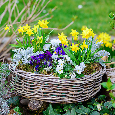 포토 JPG 해외이미지 나무 꽃 분홍색 의자 부활절 사람없음 초록색 여름 파란색 컬러풀 장미 노란색 바구니 정원 보라색 봄 역사 허브 데이지 초대 붓꽃 정물화 해외202004 해외포토 식물 계절 기념일 컬러 가구 그림 파일형식 이미지허브