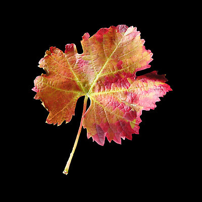 포토 JPG 해외이미지 사람없음 썩음 해외202004 해외포토 파일형식 이미지허브