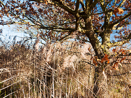 포토 JPG 해외이미지 나무 식물 디자인 계절 호수 줄기 백그라운드 꽃무늬 패턴 밭 자연 건조 갈대 풍경 사람없음 야외 장식 여름 파란색 갈색 노란색 봄 가을 시골 티켓 황금 습지 숲 질감 자작나무 내추럴 엘리먼트 해외202004 해외포토 꽃 컬러 무늬 농업 생태계 파일형식 이미지허브
