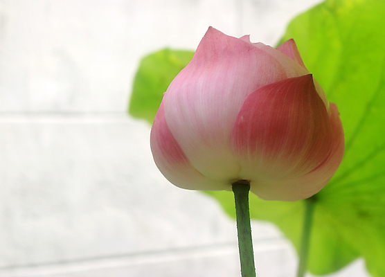 포토 JPG 해외이미지 식물 꽃잎 꽃 종교 줄기 분홍색 잎 우산 자연 콩 동양인 사람없음 초록색 물 평화 정원 고요 봄 젖음 벚꽃 흰색 연못 원형 개화 인도인 심볼 순수 신성 정맥 꼬투리 해외202004 해외포토 자연요소 도형 외국인 계절 컬러 컨셉 곡류 인종 생태계 혈관 파일형식 이미지허브