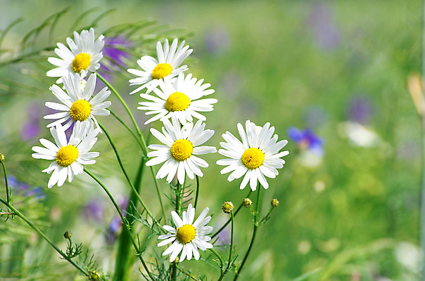 포토 JPG 해외이미지 식물 디자인 계절 공원 꽃잎 꽃 줄기 백그라운드 밭 자연 건강 사람없음 야외 초록색 여름 햇빛 태양 약 새싹 맑음 봄 벚꽃 흰색 시골 그룹 허브 심볼 묘사 에코 데이지 내추럴 모종 처음 캐모마일 해외202004 해외포토 자연요소 공공시설 컬러 농업 의학 날씨 환경 생태계 파일형식 이미지허브
