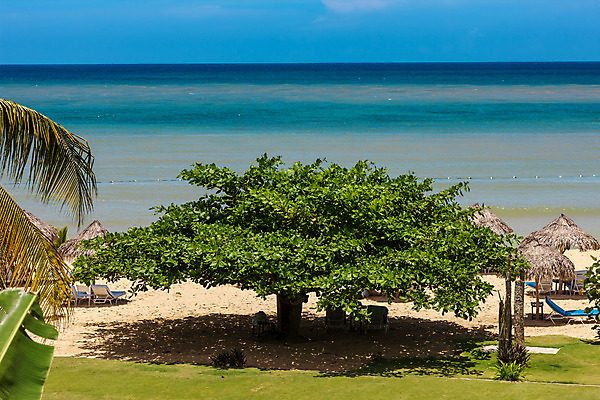 포토 JPG 해외이미지 나무 구름 공원 꽃 도로 바다 여행 컨셉 자연 하늘 휴가 휴식 열대 풍경 사람없음 야외 파란색 야자수 여행객 평화 정원 산책 오솔길 원예 하와이 내추럴 자메이카 해외202004 해외포토 자연요소 식물 공공시설 길 컬러 북아메리카 교통시설 사람 취미 미국 생태계 파일형식 이미지허브
