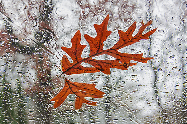 포토 JPG 해외이미지 나무 잎 패턴 자동차 자연 유리 사람없음 야외 물 가을 폭풍 고립 자동 해외202004 해외포토 자연요소 식물 계절 육상교통 무늬 재질 날씨 생태계 파일형식 이미지허브