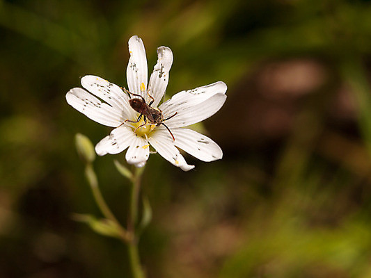 포토 JPG 해외이미지 식물 동물 꽃잎 꽃 곤충 백그라운드 컨셉 잎 날개 자연 안테나 앉기 사람없음 야외 그래픽 초록색 여름 컬러풀 머리 정원 검은색 봄 흰색 닫기 해충 벌레 작음 묘사 싱글 생물학 고립 못생김 해외202004 해외포토 계절 교육 컬러 통신 모션 신체부위 크기 생태계 파일형식 이미지허브