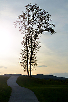 포토 JPG 해외이미지 나무 식물 구름 실루엣 종교 자연 사람없음 초록색 여름 햇빛 태양 환경 어둠 황혼 영혼 야간 큼 언덕 자작나무 해외202004 해외포토 자연요소 계절 컬러 촬영기법 일몰 크기 생태계 파일형식 이미지허브