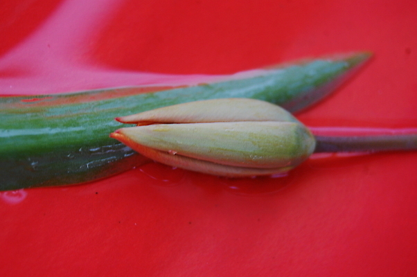 포토 JPG 해외이미지 식물 꽃 전통문화 백그라운드 자연 사람없음 가로 빨간색 컬러풀 정원 봄 튤립 소프트포커스 4월 5월 네덜란드 화단 부드러움 해외202004 해외포토 전통 계절 유럽 문화 컬러 촬영기법 감각 날짜 생태계 파일형식 이미지허브