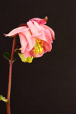 포토 JPG 해외이미지 식물 꽃잎 꽃 줄기 분홍색 자연 사람없음 정원 꽃가루 꽃수술 영원 해외202004 해외포토 컬러 가루 생태계 파일형식 이미지허브