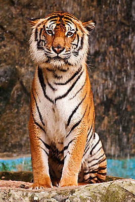 포토 JPG 해외이미지 동물 응시 시선 얼굴 야생동물 오렌지 포유류 아프리카 자연 털 동물원 사람없음 머리 고양이 줄무늬 분노 표현 호랑이 닫기 위험 큼 사파리 사냥 육식동물 사냥꾼 표범 노려봄 공격적 시베리아 해외202004 해외포토 직업 감정 나라 컨셉 무늬 과일 모션 표정 신체부위 반려동물 크기 생태계 파일형식 이미지허브