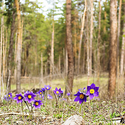 포토 JPG 해외이미지 나무 식물 계절 꽃잎 꽃 지구 꽃다발 백그라운드 잎 꽃무늬 패턴 자연 아침 풍경 사람없음 초록색 여름 컬러풀 환경 보라색 봄 새벽 나뭇가지 신선 숲 오브젝트 에코 러시아 2월 해외202004 해외포토 주간 자연요소 유럽 컬러 무늬 날짜 생태계 파일형식 이미지허브