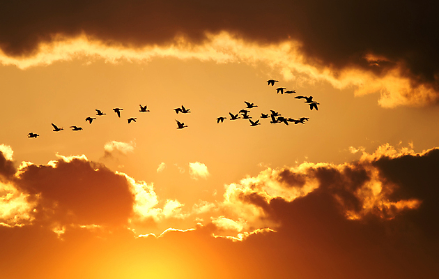 포토 JPG 해외이미지 동물 구름 실루엣 야생동물 백그라운드 이동 오렌지 자연 조류 하늘 아침 사람없음 야외 태양 노란색 일출 침묵 황혼 일몰 봄 새벽 황금 저녁 거위 물새 철새 광 해외202004 해외포토 주간 자연요소 계절 컬러 컨셉 과일 촬영기법 노을 소리 야간 생태계 파일형식 이미지허브