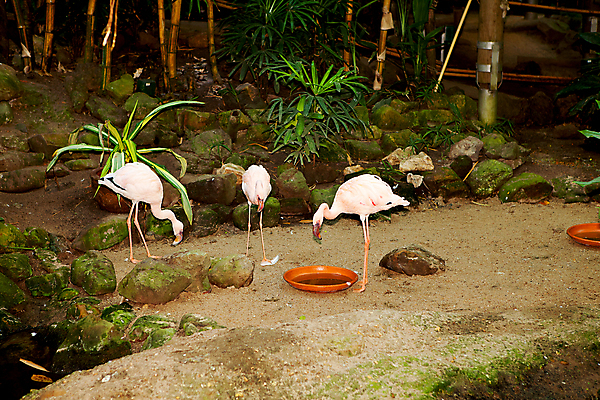 포토 JPG 해외이미지 동물 분홍색 자연 조류 동물원 사람없음 우아함 플라밍고 사파리 깃털 이국적 해외202004 해외포토 컬러 컨셉 생태계 파일형식 이미지허브