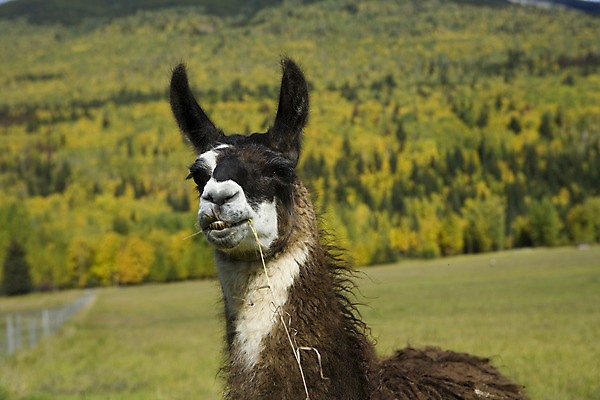 포토 JPG 해외이미지 동물 전통문화 야생동물 자연 풍경 사람없음 농장 가축 흰색 남아메리카 호주 A 양모 알파카 이국적 페루 해외202004 해외포토 전통 알파벳 문화 컬러 농업 아메리카 직물 오세아니아 생태계 파일형식 이미지허브