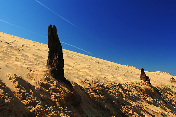 포토 JPG 해외이미지 모래 오렌지 자연 날씨 건조 풍경 사람없음 야외 가로 파란색 햇빛 노란색 환경 활발 사막 뜨거움 거친 황무지 땅 모래언덕 언덕 장면 지역 대각선 추적 수평선 해외202004 해외포토 선 컬러 컨셉 과일 모션 태양 생태계 파일형식 이미지허브
