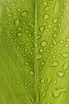 포토 JPG 해외이미지 식물 디자인 백그라운드 잎 자연 사람없음 초록색 물 반사 환경 정원 봄 젖음 흰색 물방울 신선 닫기 떨어짐 이슬 즐거움 질감 정맥 내추럴 베르데 해외202004 해외포토 자연요소 계절 감정 컬러 컨셉 모션 생태계 혈관 파일형식 이미지허브