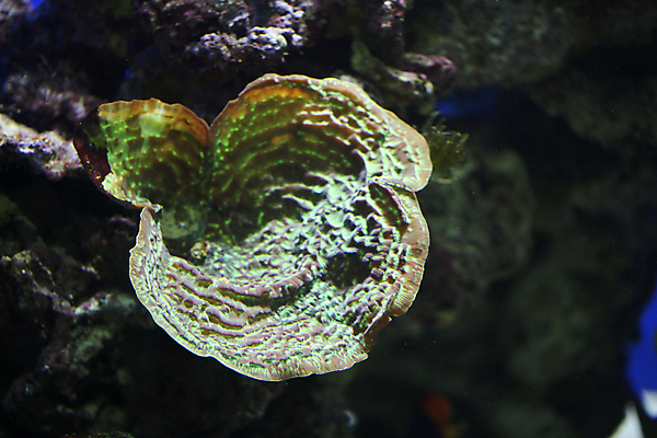 포토 JPG 해외이미지 사람없음 수족관 스펀지 해외202004 해외포토 파일형식 이미지허브