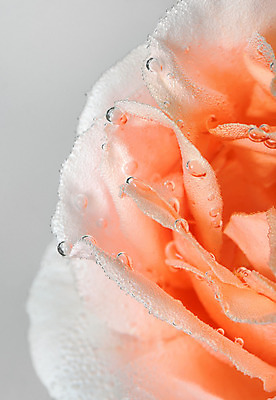 포토 JPG 해외이미지 기념일 꽃잎 꽃 패턴 자연 프레임 발렌타인데이 선물 사랑 사람없음 빨간색 물 빛 장미 활발 거품 젖음 벚꽃 축하 신선 오픈 개화 우아함 떨어짐 이슬 싱글 연어 내추럴 해외202004 해외포토 자연요소 식물 감정 컬러 컨셉 무늬 데이이벤트 어류 이벤트 생태계 파일형식 이미지허브