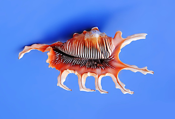 포토 JPG 해외이미지 동물 1 디자인 모래 바다 여행 백그라운드 곡선 오렌지 자연 휴가 조개 연체동물 주택 나선형 사람없음 물 파란색 빛 컬러풀 스파 소용돌이 껍질 흰색 산호 보호 큼 오브젝트 싱글 휴양지 질감 롤 기념품 청록색 내추럴 고립 해외202004 해외포토 자연요소 선 컬러 컨셉 무늬 과일 어패류 무척추동물 건물 장소 회오리 자포동물 크기 생태계 파일형식 이미지허브