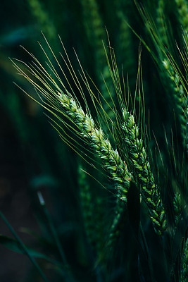 포토 JPG 해외이미지 식물 농업 자연 아침 사람없음 초록색 빛 농작물 농장 성장 시리얼 밀 작살 세련 해외202004 해외포토 주간 산업 음식 컬러 곡류 생태계 파일형식 이미지허브