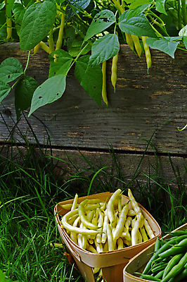 포토 JPG 해외이미지 식물 음식 백그라운드 채소 콩 건강 사람없음 초록색 노란색 맛 혼합 해외202004 해외포토 컬러 컨셉 곡류 파일형식 이미지허브