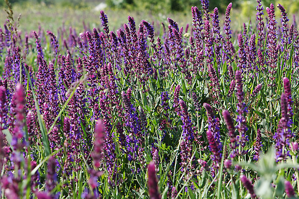 포토 JPG 해외이미지 식물 꽃잎 꽃 분홍색 꽃다발 꽃무늬 자연 사람 사람없음 빨간색 머리 봄 튤립 벚꽃 개화 우아함 확대 오브젝트 싱글 데이지 향기 꽃가루 캐모마일 해외202004 해외포토 계절 컬러 컨셉 무늬 신체부위 가루 허브 생태계 냄새 파일형식 이미지허브