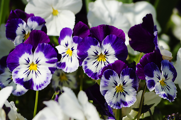 포토 JPG 해외이미지 식물 계절 꽃 백그라운드 꽃무늬 자연 사람없음 장식 여름 컬러풀 정원 맑음 보라색 봄 벚꽃 개화 제비꽃 원예 내추럴 비올라 해외202004 해외포토 컬러 무늬 날씨 취미 생태계 파일형식 찰현악기 이미지허브