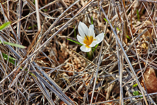 포토 JPG 해외이미지 식물 디자인 계절 공원 꽃 백그라운드 꽃무늬 밭 오렌지 자연 사람없음 야외 초록색 빛 노란색 정원 어둠 봄 성장 벚꽃 흰색 신선 최고 우아함 큼 내추럴 이스라엘 해외202004 해외포토 공공시설 컬러 컨셉 무늬 농업 과일 크기 생태계 서아시아 파일형식 이미지허브