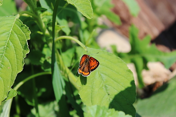 포토 JPG 해외이미지 식물 꽃 과학 나비 곤충 백그라운드 패턴 날개 자연 추상 사람없음 목재 빨간색 초록색 여름 컬러풀 머리 정원 모임 하트 침대 점 뜨거움 달콤 콧수염 그림 꿀 꽃수술 막자 취급주의 특별함 해외202004 해외포토 모양 나무 동물 계절 컬러 가구 컨셉 무늬 재료 수염 경고 신체부위 맛 생태계 파일형식 이미지허브