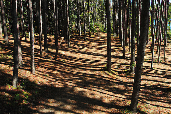 포토 JPG 해외이미지 나무 별 하늘 사람없음 초록색 파란색 햇빛 태양 환경 성장 덮개 나뭇가지 신선 소나무 숲 잡동사니 산소 생태학 해외202004 해외포토 자연요소 식물 교육 컬러 뚜껑 원소 파일형식 이미지허브