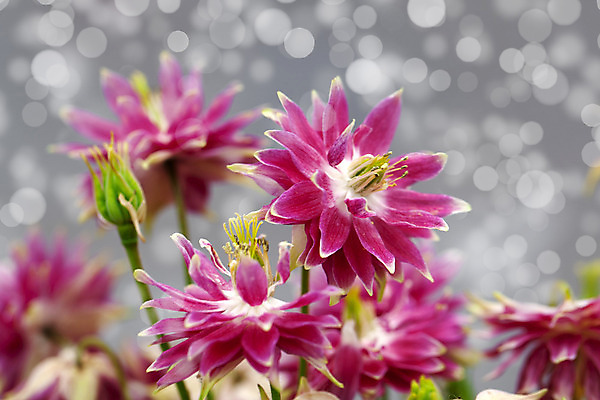 포토 JPG 해외이미지 식물 계절 꽃잎 꽃 백그라운드 컨셉 잎 꽃무늬 자연 벽지 추상 사람없음 빨간색 초록색 빛 햇빛 정원 봄 들꽃 성장 벚꽃 흰색 개화 소프트포커스 다발 오브젝트 원예 부드러움 영원 해외202004 해외포토 컬러 무늬 촬영기법 취미 태양 감각 생태계 파일형식 이미지허브