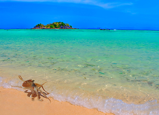 포토 JPG 해외이미지 동물 구름 아시아 야생동물 모래 파도 바다 섬 여행 태국 자연 하늘 휴가 생물 연체동물 풍경 사람없음 야외 물 여름 파란색 여행객 수중 아기 보트 가장자리 오징어 휴양지 카약 문어 노젓기 안다만 터키석 수평선 해외202004 해외포토 자연요소 계절 나라 컬러 배_교통 모션 무척추동물 사람 수중동물 장소 수상스포츠 둘레 보석 생태계 파일형식 이미지허브