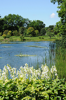 포토 JPG 해외이미지 식물 공원 캐나다 자연 사람없음 초록색 관광지 정원 몬트리올 해외202004 해외포토 공공시설 컬러 여행 북아메리카 생태계 파일형식 이미지허브