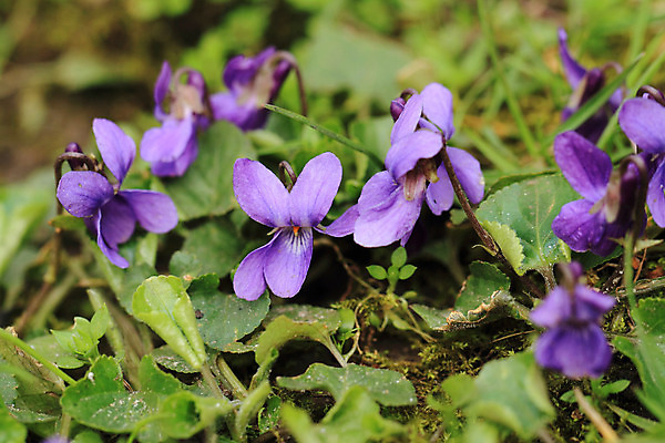 포토 JPG 해외이미지 식물 꽃잎 꽃 줄기 분홍색 꽃다발 잎 꽃무늬 자연 발렌타인데이 3 선물 사랑 사람없음 야외 장식 초록색 파란색 컬러풀 머리 정원 보라색 봄 벚꽃 흰색 나뭇가지 신선 개화 우아함 캔 닫기 다발 제비꽃 묘사 내추럴 해외202004 해외포토 나무 계절 감정 컬러 컨셉 무늬 모션 데이이벤트 신체부위 생태계 파일형식 이미지허브