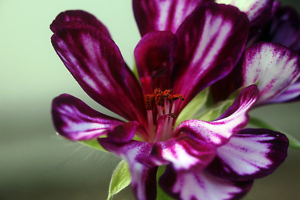 포토 JPG 해외이미지 식물 디자인 계절 꽃잎 꽃 별 분홍색 백그라운드 잎 꽃무늬 패턴 자연 사람없음 초록색 여름 머리 봄 벚꽃 가을 신선 그룹 작음 오브젝트 데이지 멀티 해외202004 해외포토 자연요소 컬러 무늬 신체부위 크기 생태계 파일형식 이미지허브