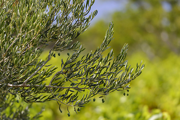 포토 JPG 해외이미지 나무 식물 유럽 바다 섬 밭 농업 자연 풍경 사람없음 야외 초록색 여름 농장 농경지 와인 흙 시골 숲 지중해 올리브 포도밭 장면 포도나무 크로아티아 해외202004 해외포토 계절 열매 나라 산업 컬러 주류 과일나무 생태계 파일형식 이미지허브
