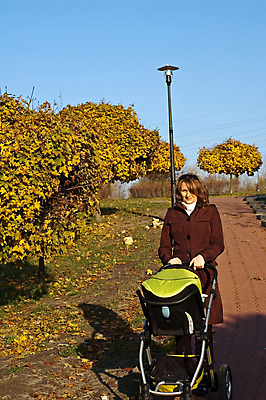 포토 JPG 해외이미지 나무 공원 여자 엄마 한명 성인 청춘 걷기 산책 가을 아기 아스팔트 해외202004 해외포토 식물 1 계절 공공시설 도로 컨셉 가족 모션 휴식 사람 파일형식 이미지허브