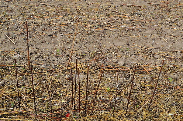 포토 JPG 해외이미지 식물 꽃 산업 문화 줄기 밭 농업 해바라기 씨앗 사람없음 경제 농작물 수확 시골 버터 밭일 해외202004 해외포토 파일형식 이미지허브