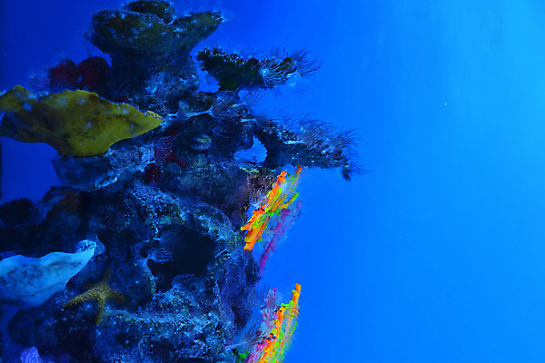 포토 JPG 해외이미지 식물 야생동물 바다 백그라운드 자연 어류 풍경 사람없음 초록색 물 파란색 컬러풀 세계 바닷속 수중 줄무늬 거품 투명 해조류 산호 큼 장어 다이빙 꼬리 상어 암초 수족관 해파리 석호 스펀지 내추럴 광 깊이 소금물 평야 해외202004 해외포토 자연요소 동물 컬러 무늬 수영 수중동물 해양식물 자포동물 크기 생태계 수중스포츠 파일형식 이미지허브