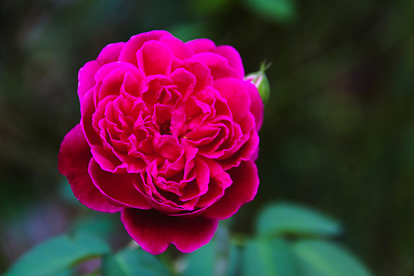 포토 JPG 해외이미지 식물 꽃 꽃다발 백그라운드 꽃무늬 밭 자연 발렌타인데이 사랑 사람없음 장식 빨간색 초록색 장미 정원 봄 벚꽃 신선 소프트포커스 원예 보케 내추럴 블러 해외202004 해외포토 계절 감정 컬러 무늬 농업 데이이벤트 촬영기법 취미 생태계 파일형식 이미지허브