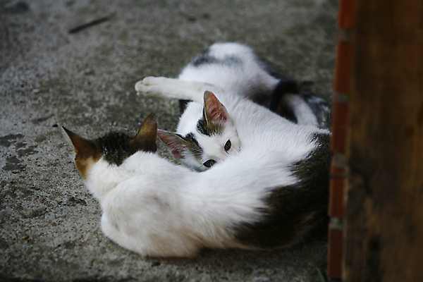 포토 JPG 해외이미지 동물 1 응시 여자 포즈 백그라운드 오렌지 장난 포유류 휴식 수염 털 사람없음 반려동물 갈색 고양이 줄무늬 흰색 황금 닫기 작음 자르기 가득함 꼬리 육식동물 얼룩무늬 솜털 거짓말 고립 스트라이크 차단 해외202004 해외포토 시선 컬러 컨셉 무늬 과일 모션 사람 크기 파일형식 이미지허브