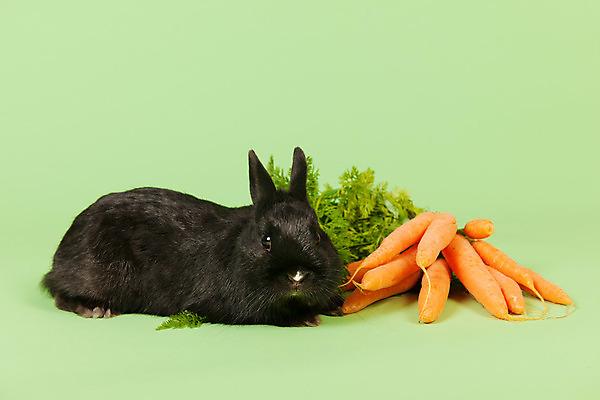 포토 JPG 해외이미지 한마리 실내 사람없음 당근 토끼 초록배경 흑토끼 해외포토 1 백그라운드 포유류 뿌리채소 내부 초록색 반려동물 파일형식 이미지허브