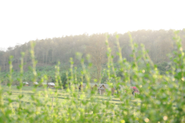 포토 JPG 해외이미지 나무 식물 디자인 계절 공원 길 여행 백그라운드 잎 패턴 자연 벽지 추상 사람없음 야외 목재 초록색 여름 빛 햇빛 태양 환경 정원 맑음 봄 산책 수확 신선 소프트포커스 숲 에코 질감 보케 부드러움 내추럴 광 블러 효과 해외202004 해외포토 자연요소 공공시설 컬러 무늬 농업 재료 날씨 휴식 촬영기법 감각 생태계 파일형식 이미지허브