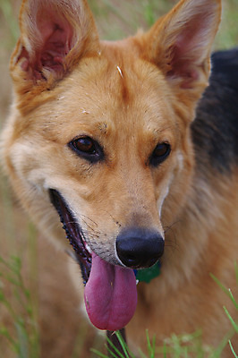 포토 JPG 해외이미지 동물 응시 포유류 자연 털 건강 경비 사람없음 야외 반려동물 갈색 머리 검은색 봄 우정 양치기 개 보호 혀 쇼 송곳니 기르기 신앙심 해외202004 해외포토 직업 시선 계절 컬러 컨셉 안전 신체부위 친구 입 치아 생태계 돌봄 파일형식 이미지허브
