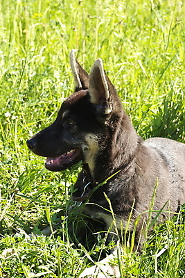 포토 JPG 해외이미지 주간 응시 입벌림 앉기 사람없음 야외 반려동물 기다림 개 사냥개 셰퍼드 해외202004 해외포토 자연요소 동물 시선 포유류 모션 표정 파일형식 이미지허브