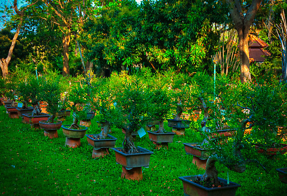 포토 JPG 해외이미지 나무 식물 전통 아시아 문화 백그라운드 컨셉 잎 농업 불교 자연 버튼 주택 실내 미술 동양인 사람없음 초록색 환경 정원 일본 중국 성장 나뭇가지 보호 냄비 작음 균형 상록수 분재 개발 돌봄 인내 제어 세련 해외202004 해외포토 나라 산업 종교 컬러 모션 문화예술 인종 내부 건물 솥 크기 생태계 파일형식 이미지허브