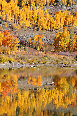 포토 JPG 해외이미지 나무 계절 호수 잎 오렌지 자연 산 풍경 사람없음 야외 빨간색 물 강 컬러풀 반사 노란색 평화 가을 숲 언덕 장면 내추럴 해외202004 해외포토 자연요소 식물 컬러 컨셉 과일 생태계 파일형식 이미지허브