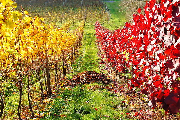 포토 JPG 해외이미지 사람없음 썩음 해외202004 해외포토 파일형식 이미지허브