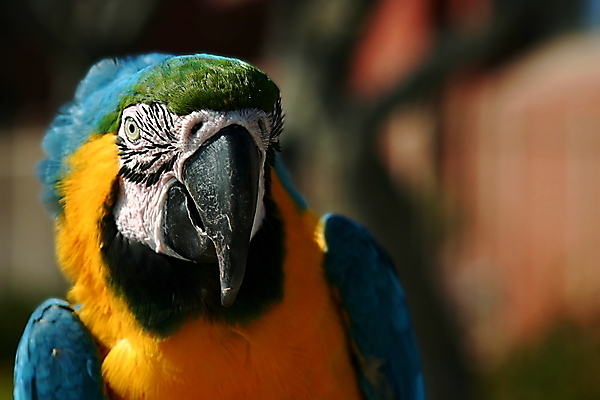 포토 JPG 해외이미지 동물 자연 조류 사람없음 초록색 파란색 반려동물 컬러풀 노란색 머리 큼 깃털 앵무새 멸종 이국적 잉꼬 해외202004 해외포토 컬러 신체부위 크기 생태계 파일형식 이미지허브